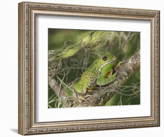 Barking tree frog on branch, Hyla gratiosa, Florida-Maresa Pryor-Framed Photographic Print