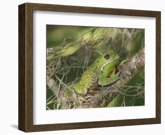 Barking tree frog on branch, Hyla gratiosa, Florida-Maresa Pryor-Framed Photographic Print