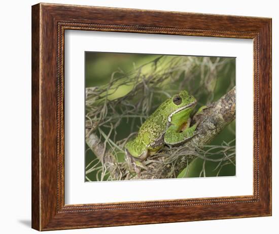 Barking tree frog on branch, Hyla gratiosa, Florida-Maresa Pryor-Framed Photographic Print