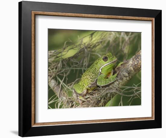 Barking tree frog on branch, Hyla gratiosa, Florida-Maresa Pryor-Framed Photographic Print