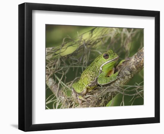 Barking tree frog on branch, Hyla gratiosa, Florida-Maresa Pryor-Framed Photographic Print