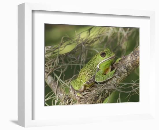 Barking tree frog on branch, Hyla gratiosa, Florida-Maresa Pryor-Framed Photographic Print