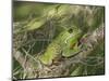 Barking tree frog on branch, Hyla gratiosa, Florida-Maresa Pryor-Mounted Photographic Print