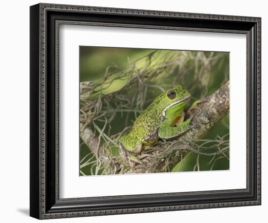 Barking tree frog on branch, Hyla gratiosa, Florida-Maresa Pryor-Framed Photographic Print