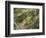 Barking tree frog on branch, Hyla gratiosa, Florida-Maresa Pryor-Framed Photographic Print