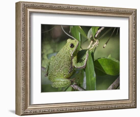 Barking tree frog on branch, Hyla gratiosa, Florida-Maresa Pryor-Framed Photographic Print