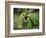 Barking tree frog on branch, Hyla gratiosa, Florida-Maresa Pryor-Framed Photographic Print