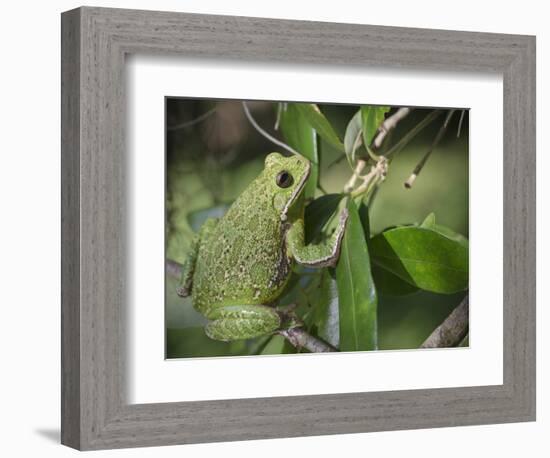 Barking tree frog on branch, Hyla gratiosa, Florida-Maresa Pryor-Framed Photographic Print