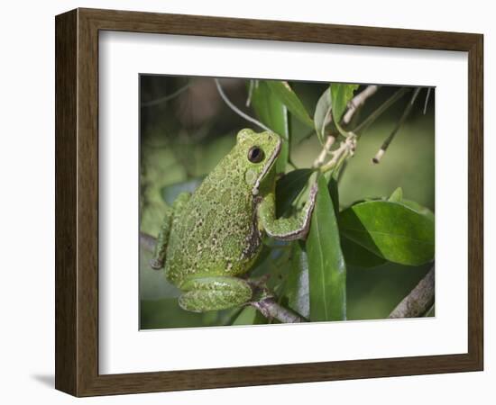 Barking tree frog on branch, Hyla gratiosa, Florida-Maresa Pryor-Framed Photographic Print