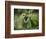 Barking tree frog on branch, Hyla gratiosa, Florida-Maresa Pryor-Framed Photographic Print