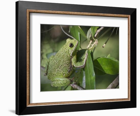 Barking tree frog on branch, Hyla gratiosa, Florida-Maresa Pryor-Framed Photographic Print