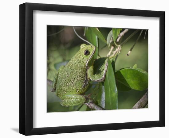 Barking tree frog on branch, Hyla gratiosa, Florida-Maresa Pryor-Framed Photographic Print