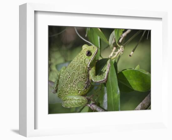 Barking tree frog on branch, Hyla gratiosa, Florida-Maresa Pryor-Framed Photographic Print