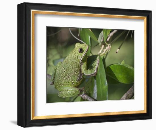 Barking tree frog on branch, Hyla gratiosa, Florida-Maresa Pryor-Framed Photographic Print