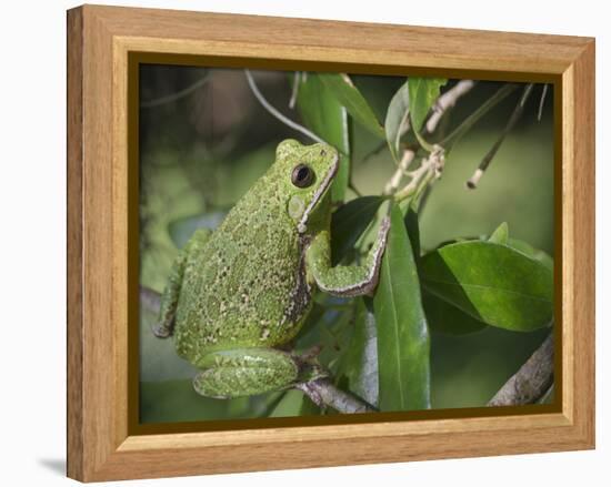 Barking tree frog on branch, Hyla gratiosa, Florida-Maresa Pryor-Framed Premier Image Canvas