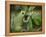 Barking tree frog on branch, Hyla gratiosa, Florida-Maresa Pryor-Framed Premier Image Canvas