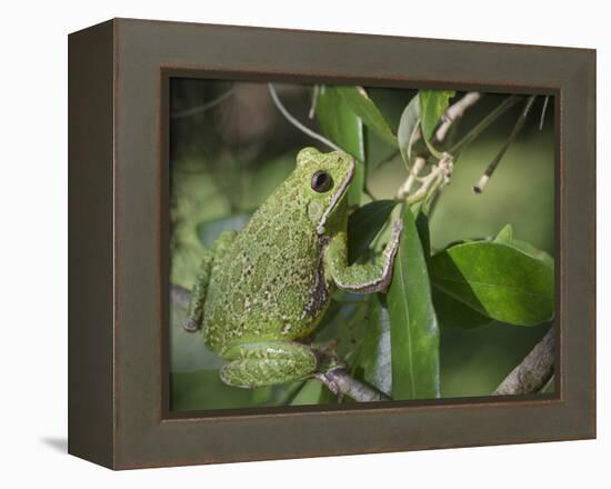 Barking tree frog on branch, Hyla gratiosa, Florida-Maresa Pryor-Framed Premier Image Canvas