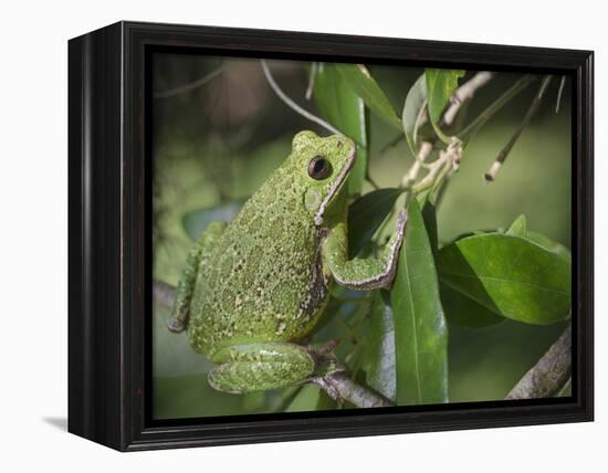 Barking tree frog on branch, Hyla gratiosa, Florida-Maresa Pryor-Framed Premier Image Canvas