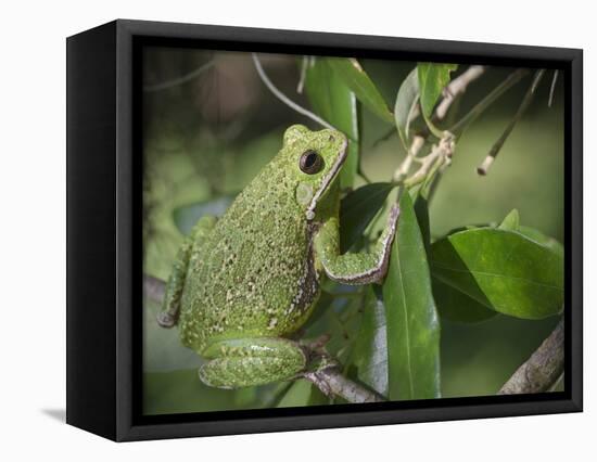 Barking tree frog on branch, Hyla gratiosa, Florida-Maresa Pryor-Framed Premier Image Canvas