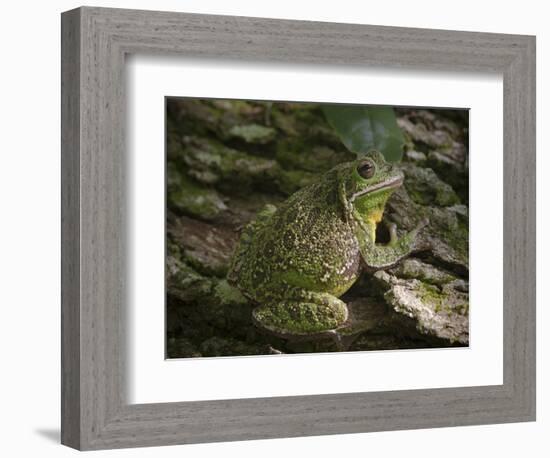 Barking tree frog on live oak tree, Hyla gratiosa, Florida-Maresa Pryor-Framed Photographic Print