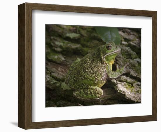 Barking tree frog on live oak tree, Hyla gratiosa, Florida-Maresa Pryor-Framed Photographic Print