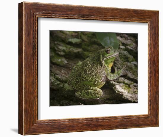 Barking tree frog on live oak tree, Hyla gratiosa, Florida-Maresa Pryor-Framed Photographic Print