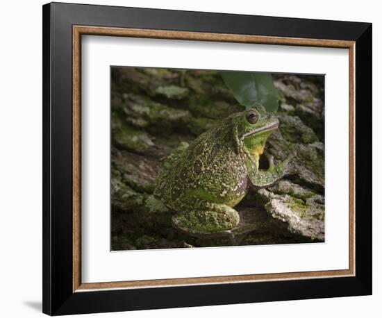 Barking tree frog on live oak tree, Hyla gratiosa, Florida-Maresa Pryor-Framed Photographic Print