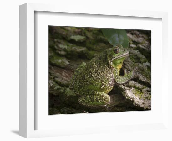 Barking tree frog on live oak tree, Hyla gratiosa, Florida-Maresa Pryor-Framed Photographic Print