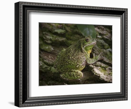 Barking tree frog on live oak tree, Hyla gratiosa, Florida-Maresa Pryor-Framed Photographic Print