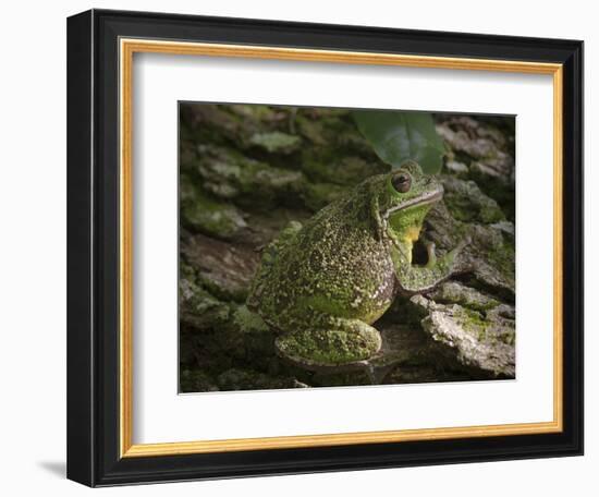 Barking tree frog on live oak tree, Hyla gratiosa, Florida-Maresa Pryor-Framed Photographic Print