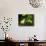Barking Treefrog on Limb with Resurrection Fern, Florida, USA-Maresa Pryor-Photographic Print displayed on a wall