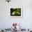 Barking Treefrog on Limb with Resurrection Fern, Florida, USA-Maresa Pryor-Framed Photographic Print displayed on a wall