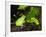 Barking Treefrog on Limb with Resurrection Fern, Florida, USA-Maresa Pryor-Framed Photographic Print