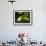 Barking Treefrog on Limb with Resurrection Fern, Florida, USA-Maresa Pryor-Framed Photographic Print displayed on a wall