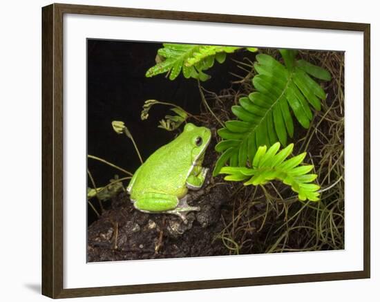 Barking Treefrog on Limb with Resurrection Fern, Florida, USA-Maresa Pryor-Framed Photographic Print