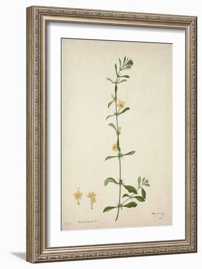 Barleria Prionitis Linn, 1800-10-null-Framed Giclee Print