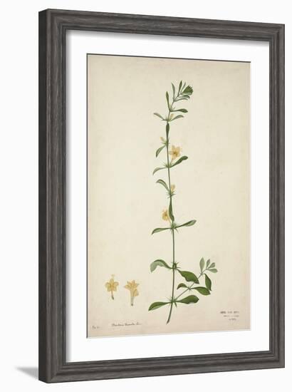 Barleria Prionitis Linn, 1800-10-null-Framed Giclee Print