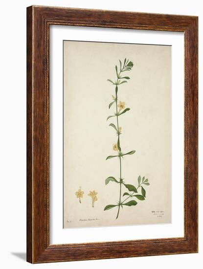 Barleria Prionitis Linn, 1800-10-null-Framed Giclee Print