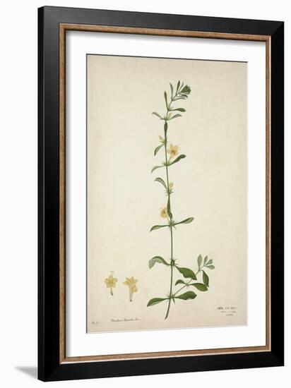 Barleria Prionitis Linn, 1800-10-null-Framed Giclee Print