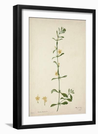 Barleria Prionitis Linn, 1800-10-null-Framed Giclee Print