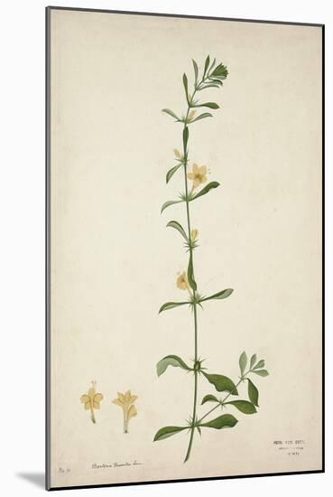 Barleria Prionitis Linn, 1800-10-null-Mounted Giclee Print