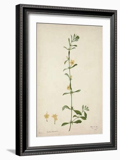 Barleria Prionitis Linn, 1800-10-null-Framed Giclee Print