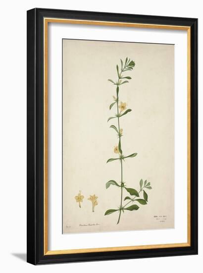 Barleria Prionitis Linn, 1800-10-null-Framed Giclee Print