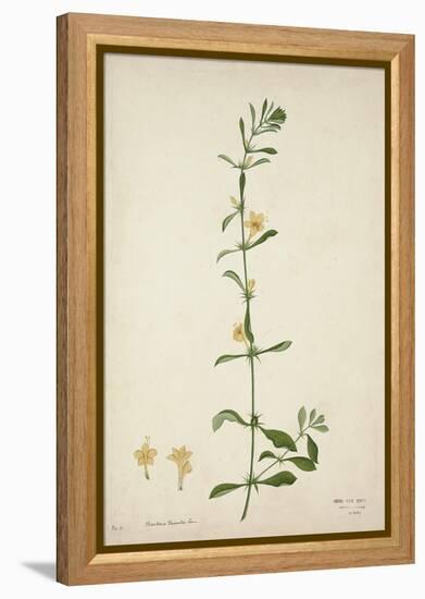 Barleria Prionitis Linn, 1800-10-null-Framed Premier Image Canvas