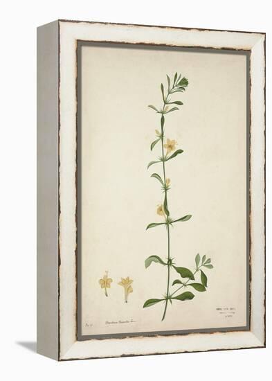 Barleria Prionitis Linn, 1800-10-null-Framed Premier Image Canvas