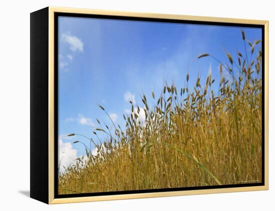 Barley against Blue Sky, East Himalayas, Tibet, China-Keren Su-Framed Premier Image Canvas