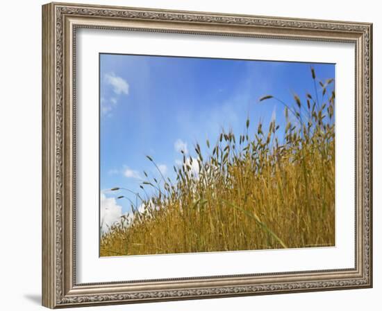 Barley against Blue Sky, East Himalayas, Tibet, China-Keren Su-Framed Photographic Print