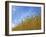 Barley against Blue Sky, East Himalayas, Tibet, China-Keren Su-Framed Photographic Print