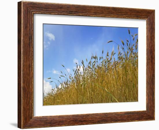 Barley against Blue Sky, East Himalayas, Tibet, China-Keren Su-Framed Photographic Print