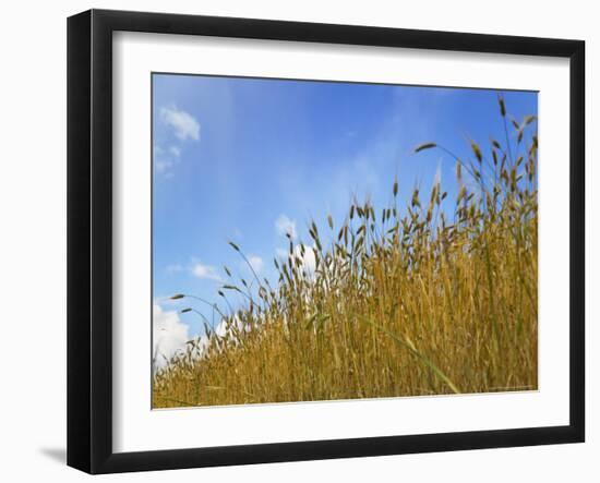 Barley against Blue Sky, East Himalayas, Tibet, China-Keren Su-Framed Photographic Print